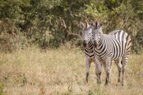 Two Zebras bonding in the grass. Stock Photos