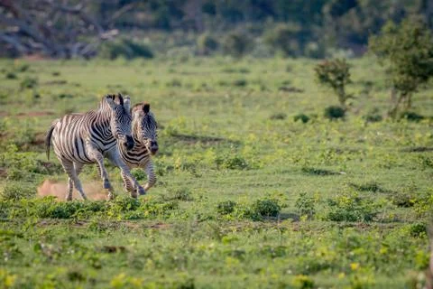 Two Zebras chasing each other. Stock Photos