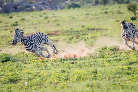 Two Zebras chasing each other. Stock Photos