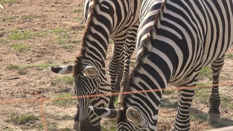 Two zebras, close up Stock Footage 79908383