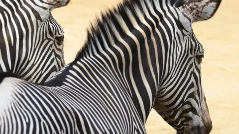 Two zebras close-up Stock Footage 95664769