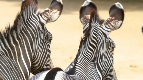 Two zebras close-up Stock Photos