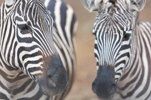 Two Zebras Close Up Stock Photos
