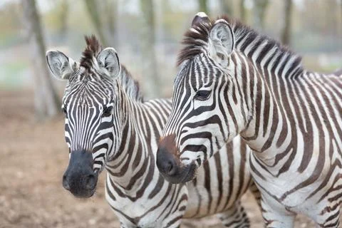 Two Zebras Close Up Stock Photos