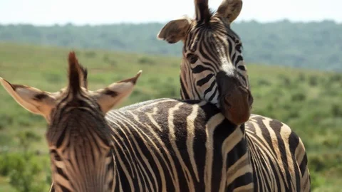 Two zebras cuddling and interacting in national park in South Africa Stock Footage 111861484