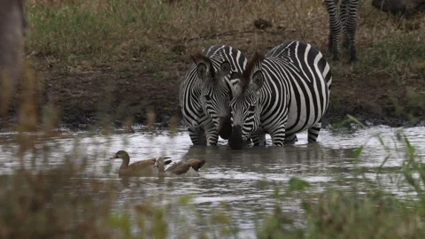 Two zebras drinking and standing in water in Uganda, Africa Stock-Footage 247114830