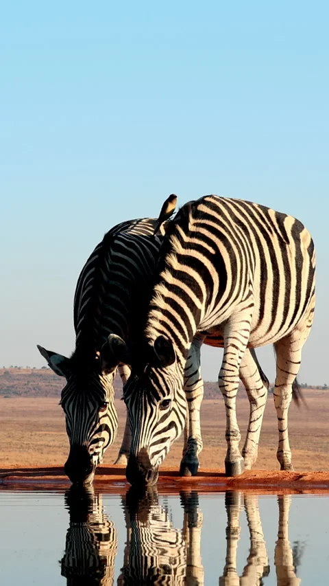 Two Zebras Drinking Quietly at African Water in Vertical Frame Stock Footage 341128920