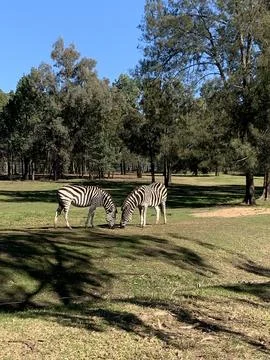 Two Zebras at Dubbo Open Range Zoo Stock Photos