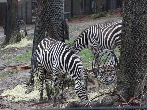 Two Zebras Eating  Stock Footage 77367021