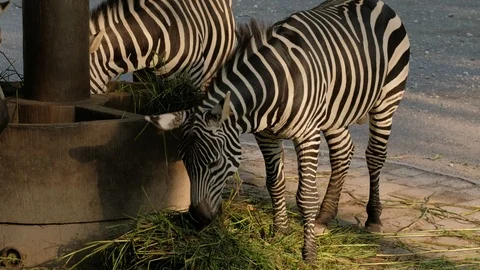 Two zebras eating Stock Footage 119455084