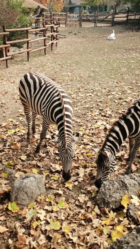 Two zebras eating grass among dry leaves in the open enclosure of Belgrade Zoo Stock Footage 342724249