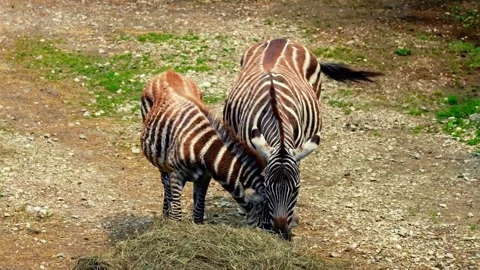 Two Zebras Engaging in Social Behavior Stock Footage 310856148