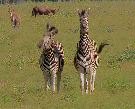 Two zebras facing camera showing their teeth and bucking their heads Stock Footage 36448301