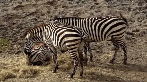 Two Zebras Feedings Stock Footage 48845874