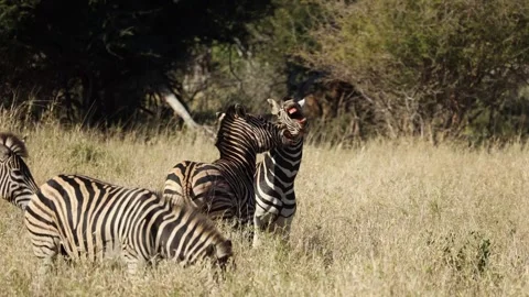 Two zebras fight, bite in dry savanna grassland in golden hour light Stock Footage 304048512