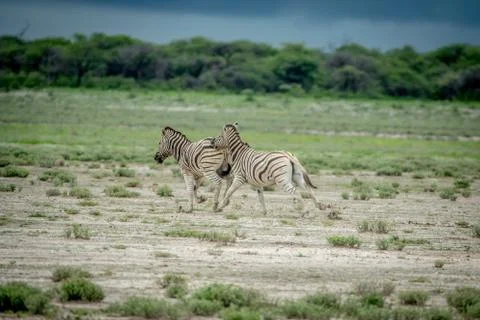 Two Zebras fighting in the grass. Stock Photos