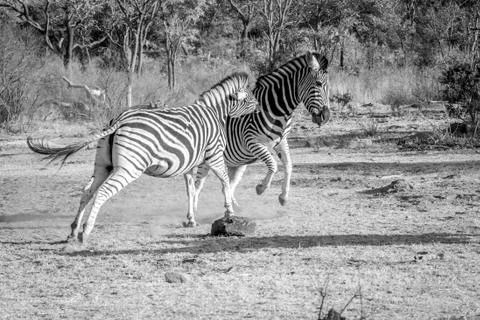 Two Zebras fighting on a plain. Stock Photos