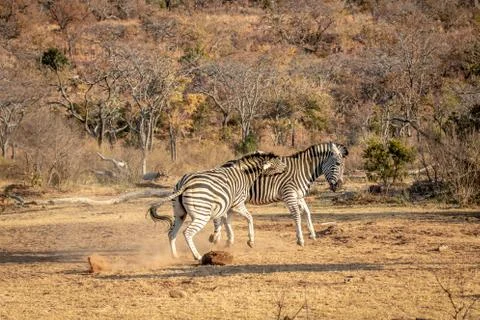 Two Zebras fighting on a plain. Stock Photos
