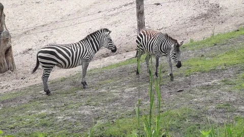 Two zebras Stock Footage 97167324