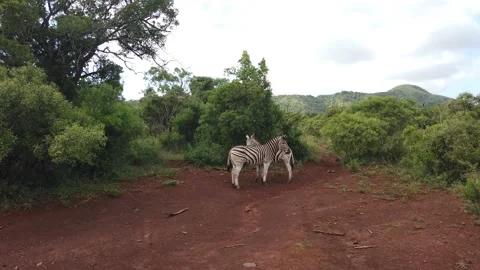 Two Zebras Front to Back Video stock 150411129