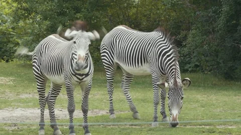 Two Zebras Grazing and Standing in a Grassy Field Stock Footage 342558258