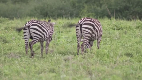 Two Zebras grazing from behind Stock Footage 77970033