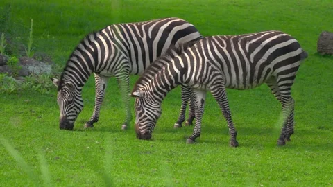 Two zebras grazing on green grass in sunlight side by side natural habitat view Stock Footage 328534107