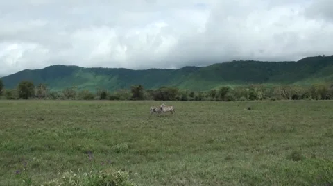 Two zebras on the green plain (long shot). Safari in Tanzania Stock Footage 56342659