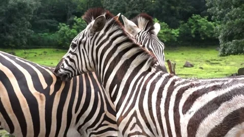 Two Zebras Helping to Reduce Itching Stock Footage 133673819