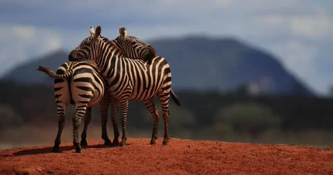 Two zebras hug each other in the Tsavo Game Reserve Stock Footage 196014747