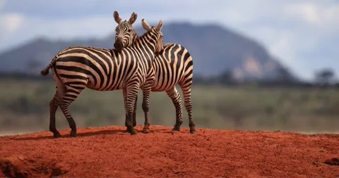 Two zebras hug each other in the Tsavo Game Reserve Stock Footage 196018190