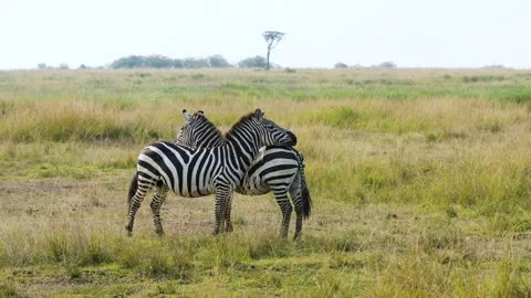 Two Zebras Interacting and Communicating in Maasai Mara National Reserve Kenya. Stock Footage 320727378