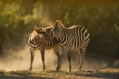 Two zebras interacting Fotos Stock