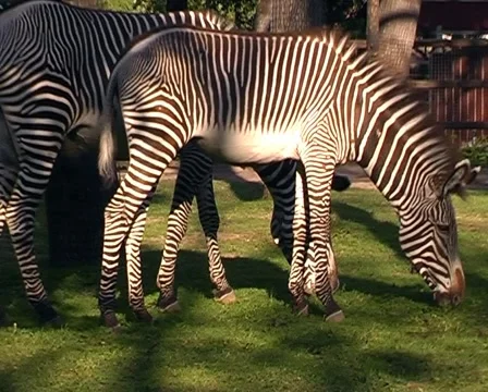 Two zebras on lawn in an open-air cage. Video stock 1065260