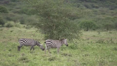 Two Zebras Looking and Walking Stock-Footage 77969745