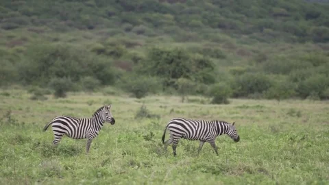 Two Zebras Looking and Walking Stock Footage 77969815