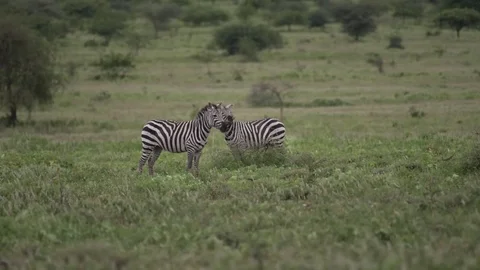 Two Zebras looking around waving their tails Stock Footage 77970179