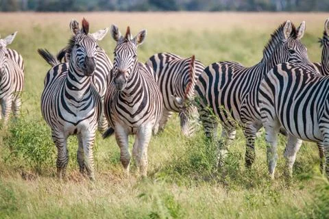 Two Zebras looking at the camera. Stock Photos