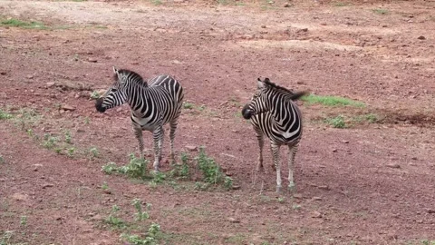 Two zebras in natural habitat, one grazing while the other scans environment Stock Footage 335372995