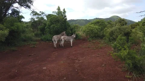 Two Zebras Next to Each Other Stock Footage 150409060