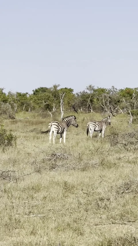 Two zebras pause and look at camera Stock Footage 247019328