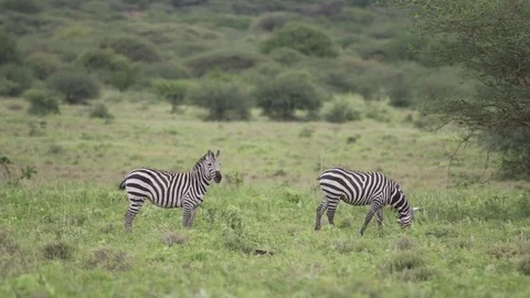 Two zebras peacefully at grazing time Stock-Footage 77969772