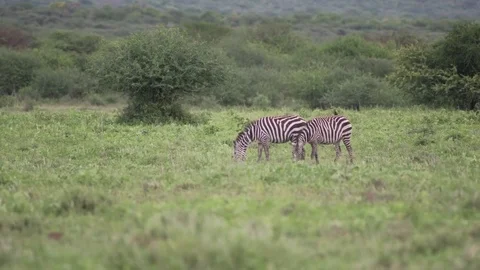 Two zebras peacefully at grazing time. Stock Footage 77969776