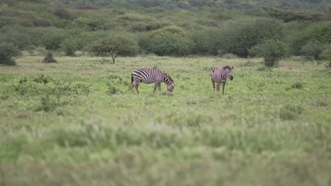 Two zebras peacefully at grazing time. Stock Footage 77969952