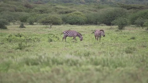 Two zebras peacefully at grazing time. Stock Footage 77970145