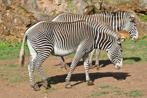Two zebras Stock Photos