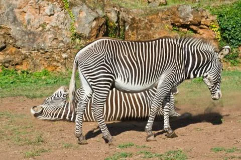 Two zebras Stock Photos