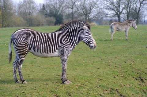 Two zebras Stock Photos