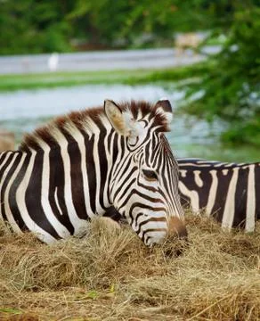 Two zebras Stock Photos