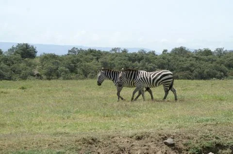 Two zebras Stock Photos